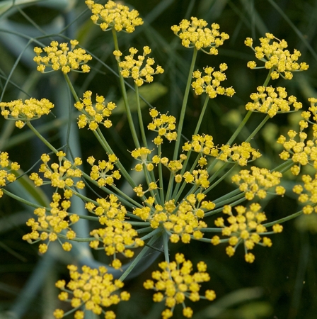 Fennel Sweet oil - Certified Organic  3